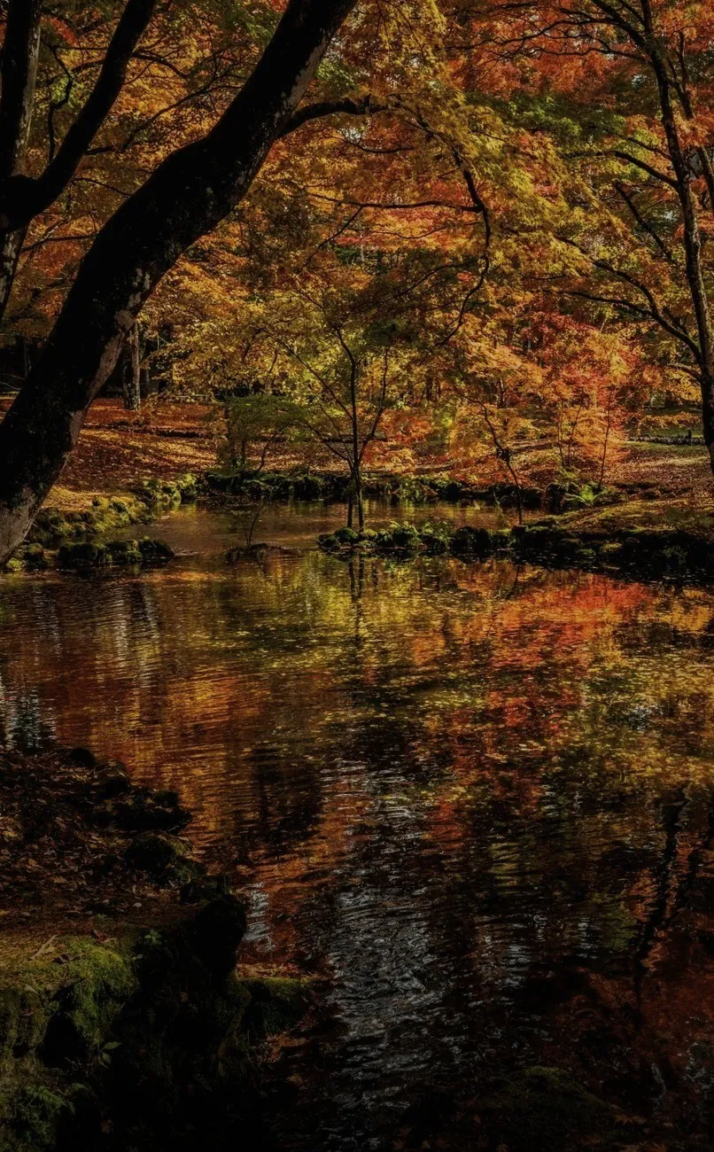 紅葉した木々が水面に映る池